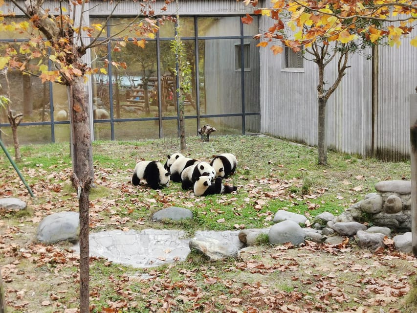 Chengdu: Private Panda Tour at Panda Breeding Base - Free Cancellation Policy