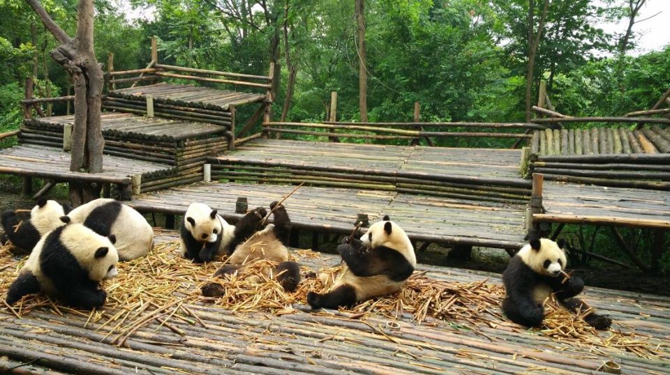 Chengdu Private Tour of Leshan Buddha and Panda Base - Pickup and Drop-off