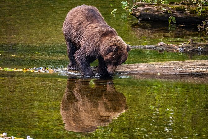 Chichagof Island Tour: Brown Bear Search - Tips for Optimal Bear Sightings
