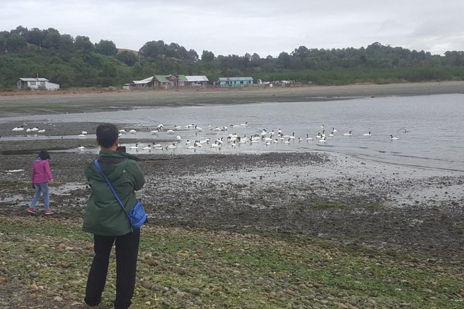 Chiloe Island - Puñihuil Tour - Itinerary Highlights
