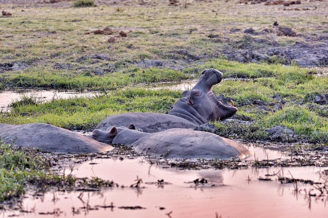 Chobe 3hr Sunset Boat Cruise - Guest Reviews and Impressions