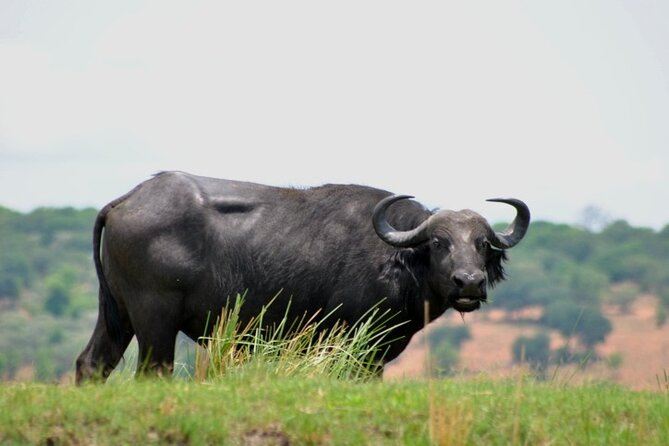 Chobe Full Day Trip From Victoria Falls - Tips for a Memorable Experience