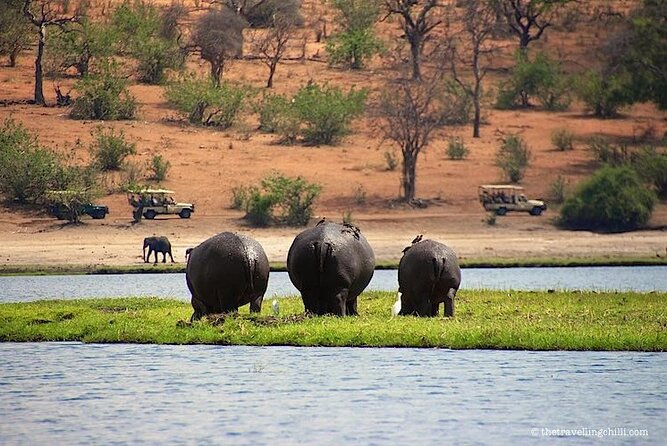 Chobe Full Day Trip - Tips for Travelers