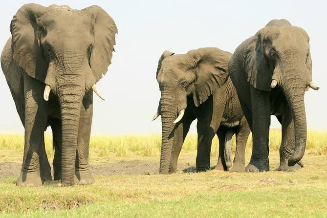 Chobe National Park 1 Night Camping-Botswana - Cancellation Policy and Ratings