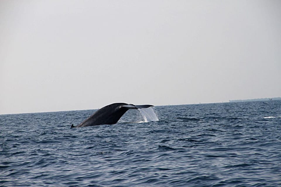 Close Encounters With Gentle Giants Jet Ski Safari - Marine Life Experiences