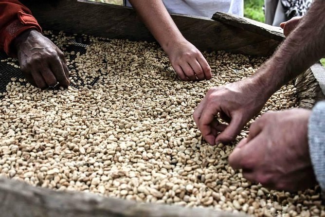 Coffee Walk Day Trip - Exploring the Organic Coffee Farm