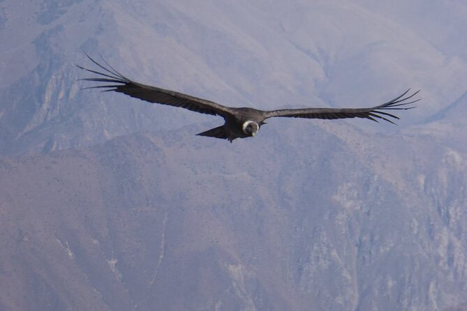 Colca Full Day Group Tour - Discovering Hot Springs