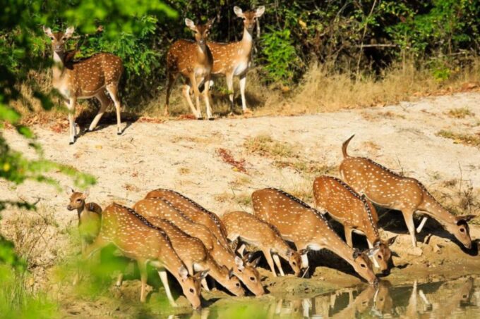 Colombo: 8-Day Private Cultural Triangle & Wildlife Trip - Village Life and Minneriya