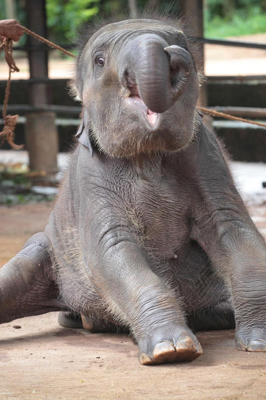 Colombo to Kandy Transfer With Pinnawala Elephant Orphanage - Recommended Attire and Accessories