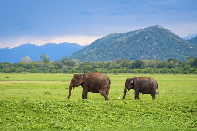 Colombo to Trincomalee Shuttle & Safari Drive - Pricing and Booking Information