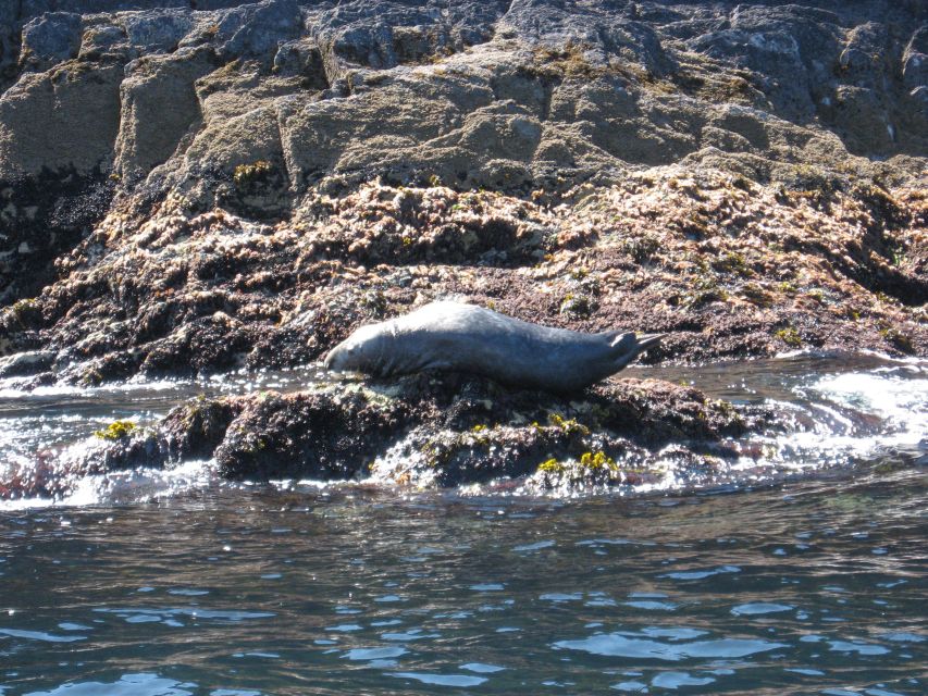 County Cork: Whale & Dolphin Watching Boat Trip - Cancellation and Refund Policy