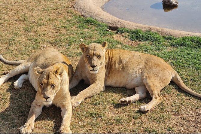 Cradle of Human Kind & Lion & Rhino Park Tour Full Day Tour Private - Booking Process