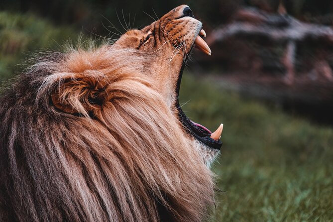 Cradle of Humankind Tour With Lion Safari From Johannesburg - Health and Accessibility Information