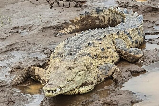 Crocodile Safari - Tarcoles River - Mangrove Exploration