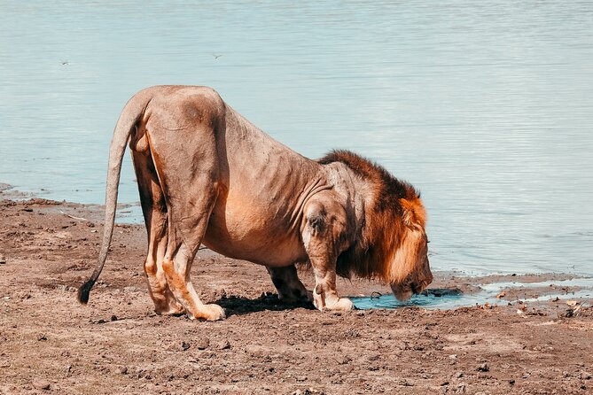 Day Safari Tour Selous Game Reserve - Guest Feedback and Improvement Efforts