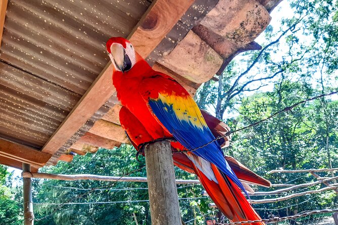 Day Tour: Copan Ruins UNESCO World Heritage Site in Honduras From San Salvador - Experience Honduras in a Day
