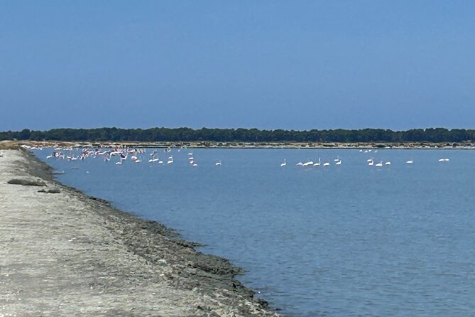 Day Tour of Apollonia Park, Vlore and Narta From Tirana&Durres - Tour Highlights and Itinerary
