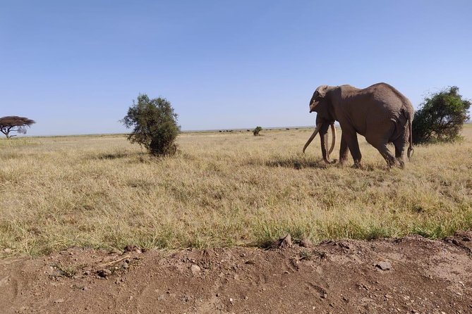 Day Tour to Amboseli National Park - Tips for Your Safari