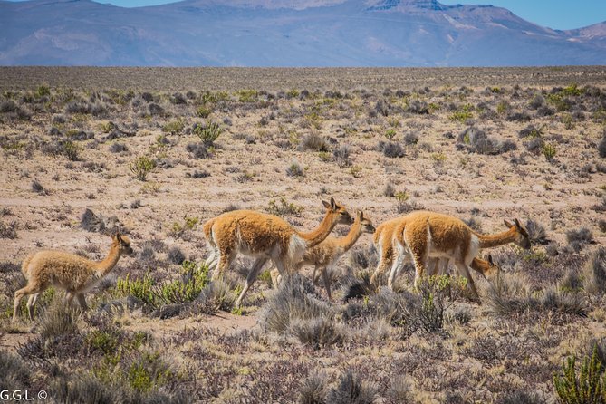 Day Tour to Colca Canyon From Arequipa - Highlights of the Colca Canyon