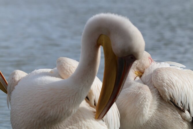 Day Tour to Hells Gate National Park and Optional Boat Ride on Lake Naivasha - Important Information to Know