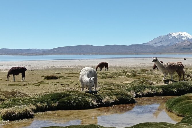 Day Tour to Laguna De Salinas - Booking Considerations
