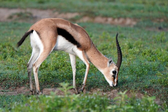 Day Tour To Lake Nakuru Park With Optional Boat Ride on Lake Naivasha - Additional Information