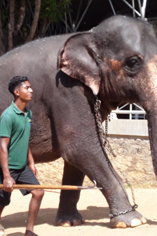 Day Tour to Pinnawala Elephant Orphanage With Indika - Frequently Asked Questions