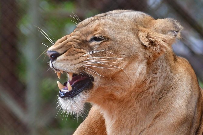 Day Trip - Lake Nakuru National Park Tour From Nairobi - Tour Logistics and Tips