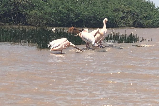 Day Trip To Lake Ziway - Wildlife Sightings