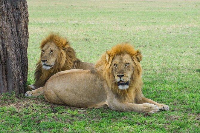 Day Trip to Selous (Nyerere) National Park Flying From Zanzibar - Tips for a Successful Trip