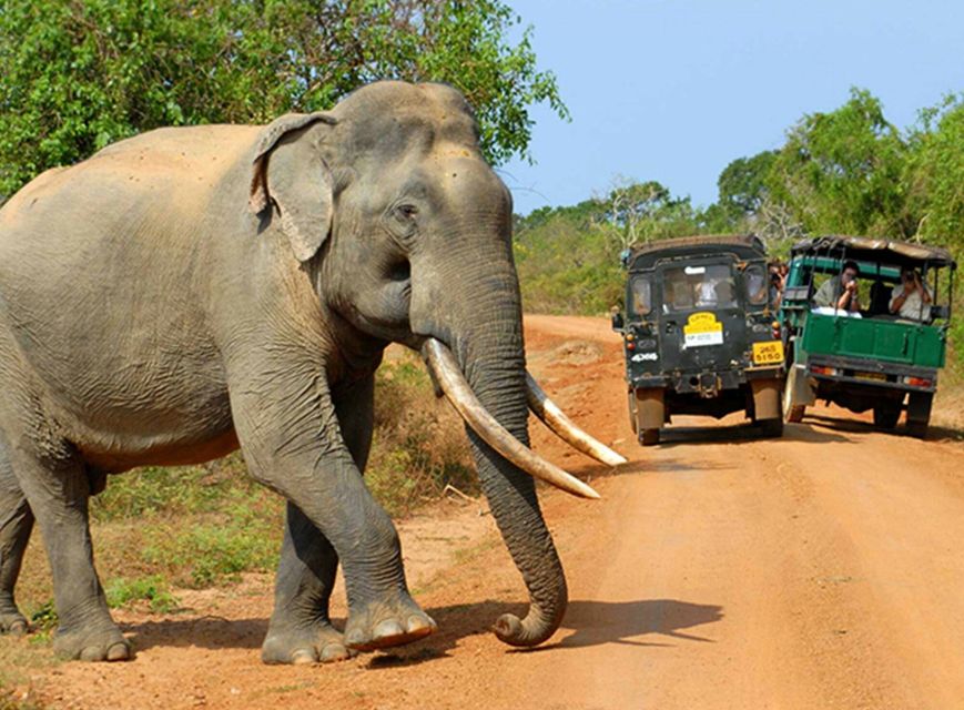 Day With Elephants at Udawalawe National Park & Transit Camp - Frequently Asked Questions