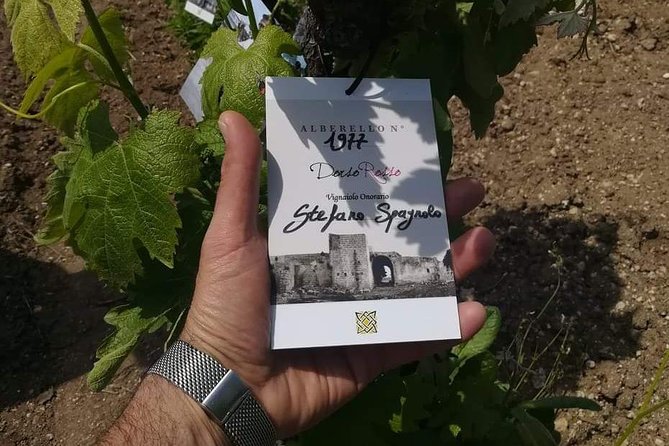 Discover the Best Cellars of Salento - Learn the Salento Wine Culture