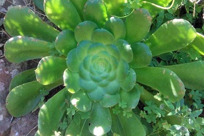 Discover the Lost Paradise of Anaga in Tenerife - Essential Preparation and Recommendations