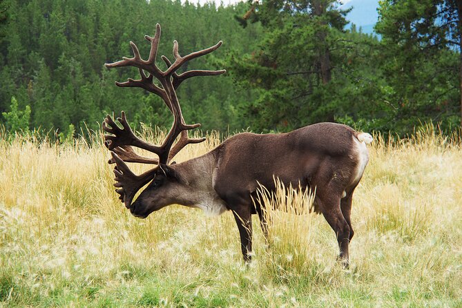 Discover Whitehorse With Northern Lights and Yukon Wildlife Tour - Northern Lights Viewing Experiences