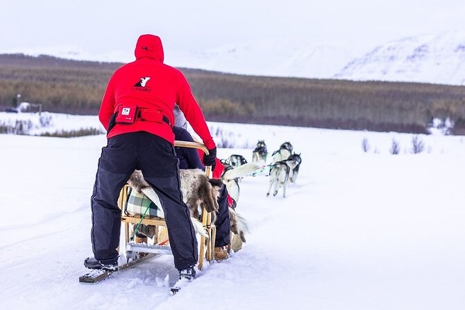 Dogsledding, Near Akureyri - Interaction With Huskies