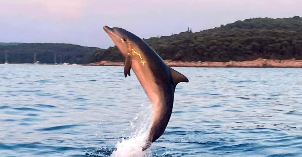 Dolphin Private Sunset Tour Rovinj - Available Times