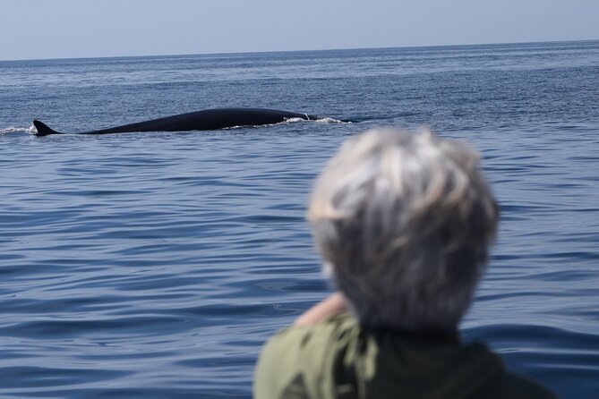 Dolphin & Whale Watching - Transportation and Accessibility Information