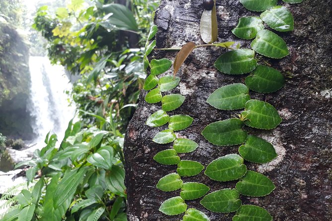 Dominica Half-Day Tour: Mero Beach, Waterfalls, Mineral Bath Wotten Waven - Relaxing in Wotten Waven