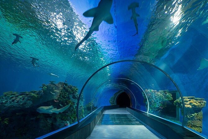 Dubai Aquarium and Underwater Zoo - Best Time to Visit