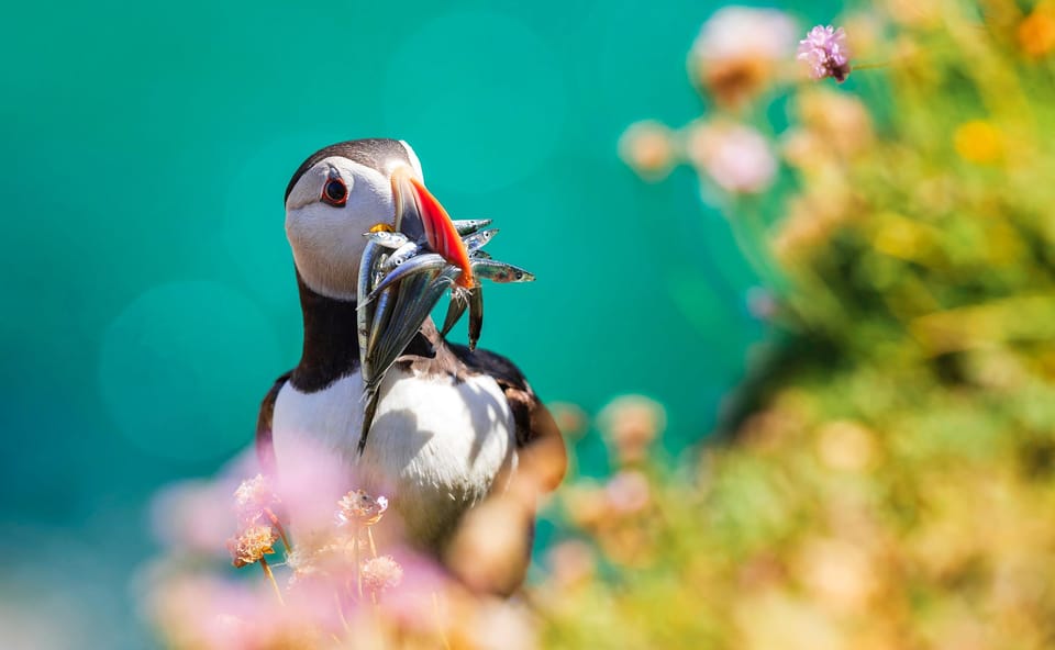 Dublin: Dublin Bay, Howth Coast and Irelands Eye Boat Tour - Booking Process