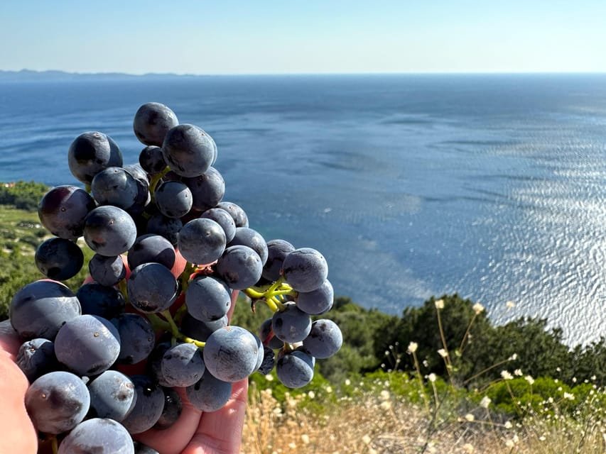 Dubrovnik Private Wine Tasting Tour To Peljesac - Guide Information