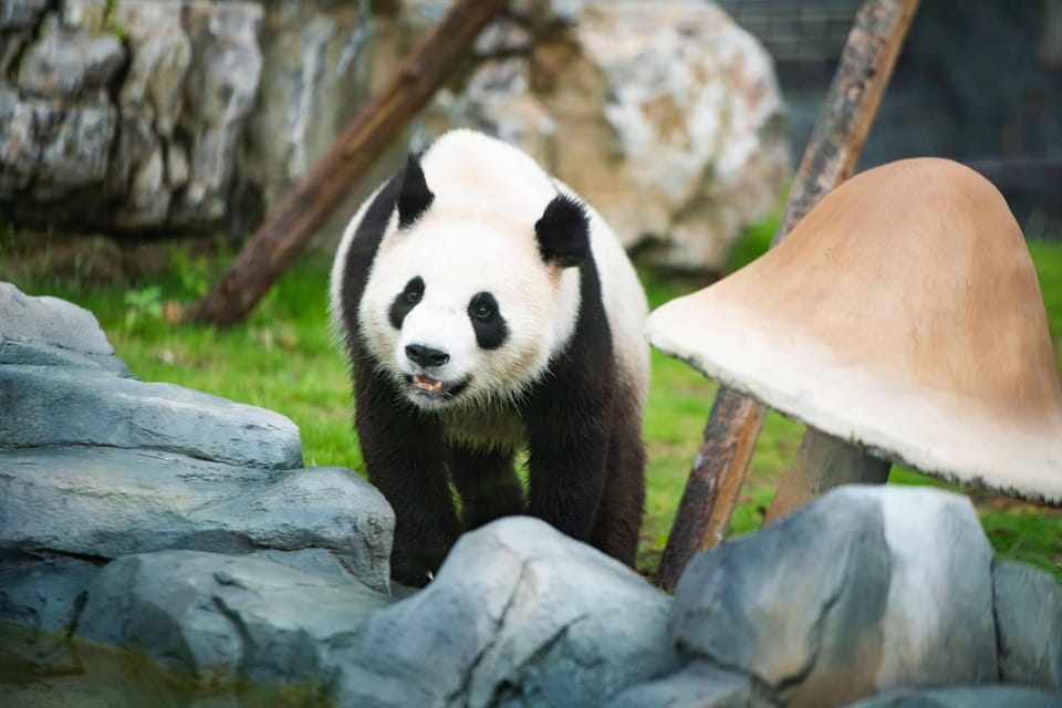 Dujiangyan Panda Tour and Anceint Town(Option Panda Keeper ) - Important Tour Information