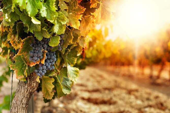East Kelowna Half-Day Guided Wine Tour With 4 Wineries - Tasting Experiences