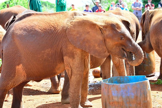 Elephant Orphanage & Giraffe Centre Tour - Reviews and Traveler Feedback