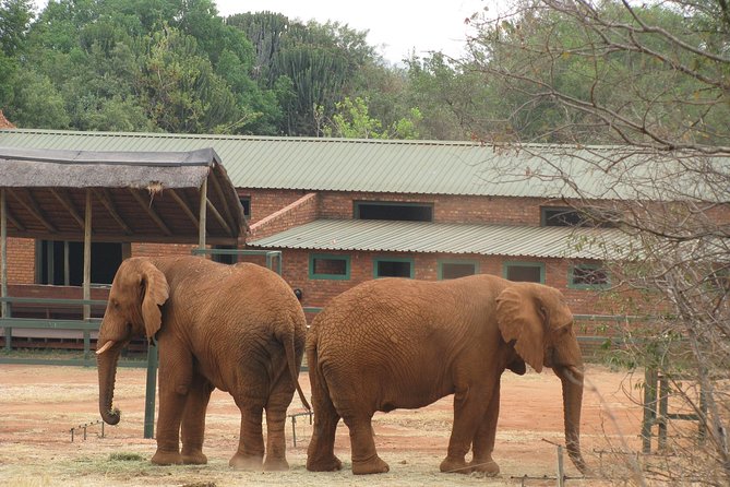 Elephant Sanctuary Tour From Johannesburg or Pretoria - Guest Reviews