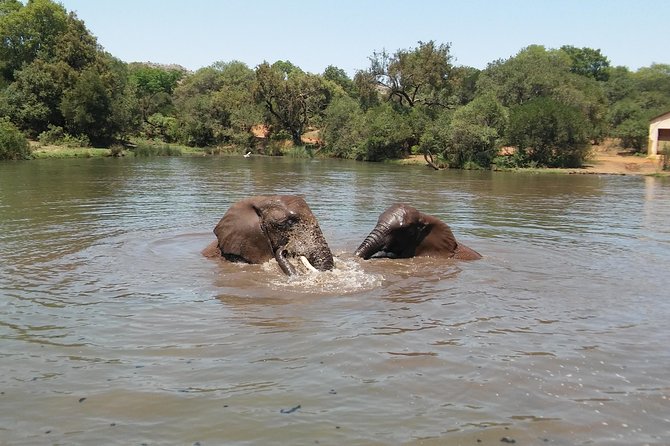 Elephant Walk Guided Half Day Tour From Johannesburg - Preparing for the Adventure