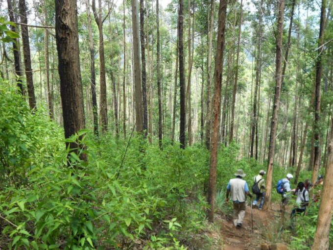 Ella: Pekoe Trail Stage 15 Trekking From Makulela to Ella - Difficulty and Fitness Level