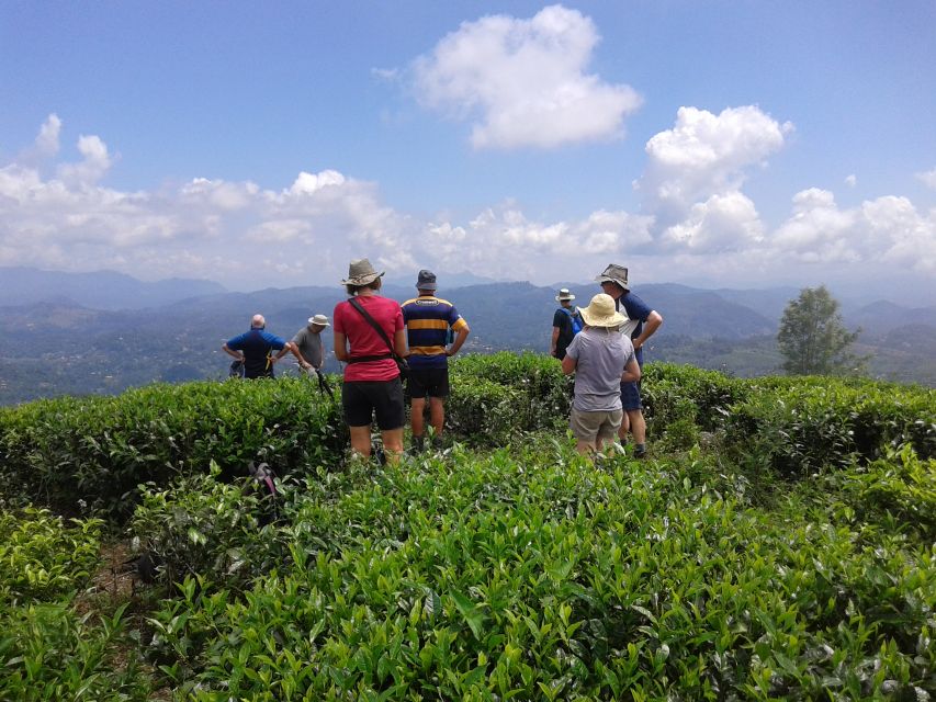 Ella: Trekking Through Sri Lankan Tea Plantation & Picnic - Customer Ratings and Feedback