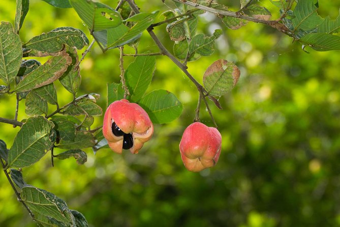 Escape Accra City to Aburi Gardens and Tetteh Quarshie Cocoa Farms - Tips for a Great Visit