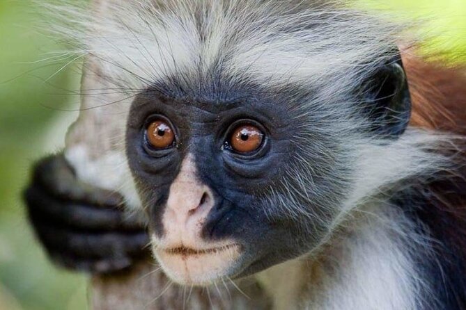 Exclusive Full-Day Zanzibar Adventure: Jozani Forest, Hidden Gems - Customer Reviews